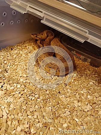 Snake ballpython pythonregilys vanilla paster pewter plast Stock Photo