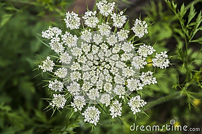 Snake bed flower Stock Photo