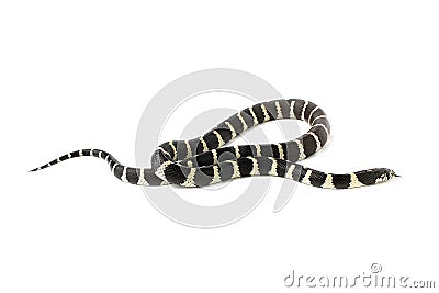 snake california banded kingsnake Stock Photo