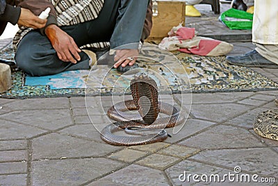 Snake charmers in Jemaa al Fnaa, Marrakech. MOROCCO. Stock Photo