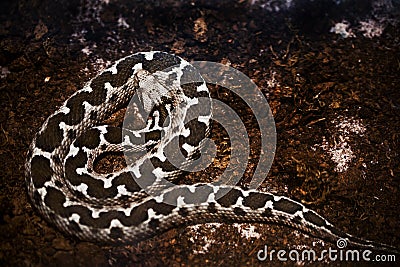Snake coiled on ground Stock Photo