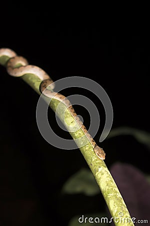 Snake Crawls Along Vine in Nighttime Jungle Stock Photo