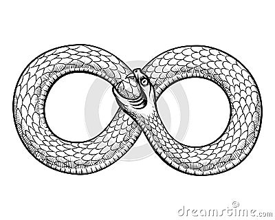 Snake curled in infinity ring. Ouroboros devouring Vector Illustration