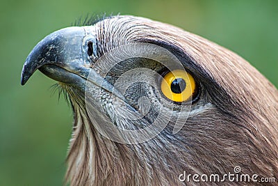 Snake Eagle Stock Photo