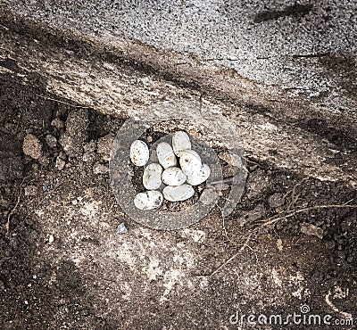 Snake eggs found in house garden Stock Photo