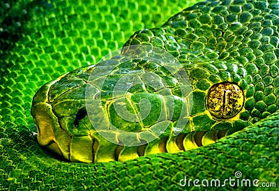 Snake Eye Stock Photo
