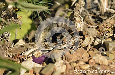 Snake-eyed Lacertid Stock Photo