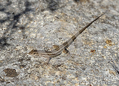 Snake-eyed Lacertid Stock Photo