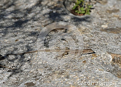 Snake-eyed Lacertid Stock Photo