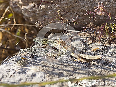 Snake Eyed Lizard Stock Photo