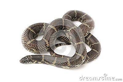 snake florida kingsnake Stock Photo