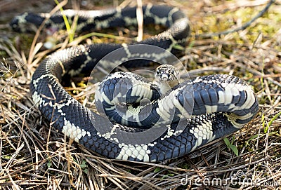 Snake in the grass coiled to strike Stock Photo