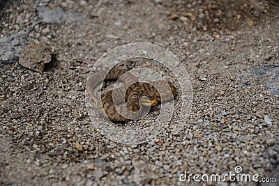 Snake on the ground in Byeonsan-Bando National Park, South Korea. Stock Photo