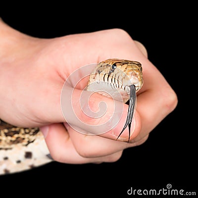 Snake in hand Stock Photo