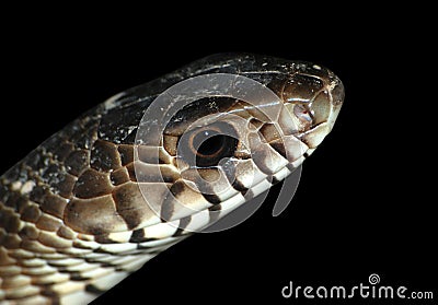 Snake head Stock Photo