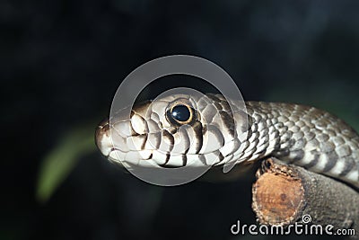 Snake head close up picture Stock Photo