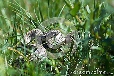 Snake hunts in grass Stock Photo