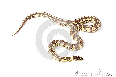 snake hypo banana california kingsnake Stock Photo