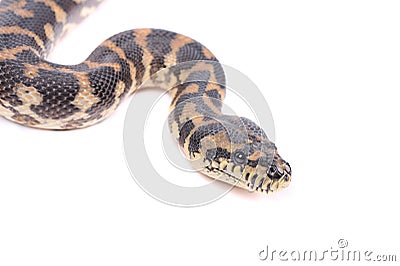 snake isolated over the white background Stock Photo