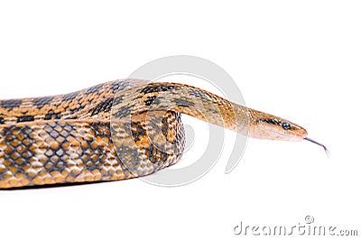 snake isolated over the white background Stock Photo