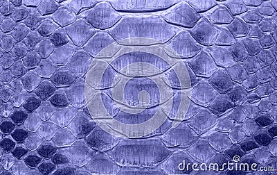 Snake leather as a background or texture. Scaly python skin closeup. Violet toned. Trendy color of year 2022 Stock Photo