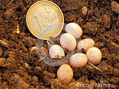 Snake or Lizard Eggs Stock Photo