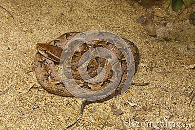 Snake,Malayan Pit Viper Stock Photo