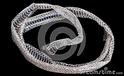 Snake moult closeup Stock Photo