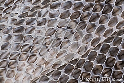 Snake moult closeup Stock Photo