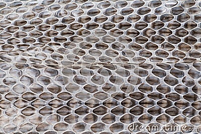 Snake moult closeup Stock Photo