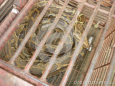 Snake in Myanmar animal and food market Stock Photo