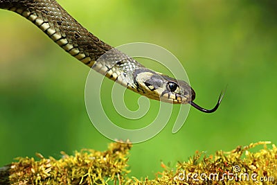 Snake Natrix natrix Stock Photo