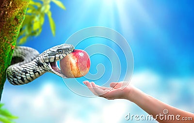 Snake in paradise giving an apple fruit to a woman Stock Photo