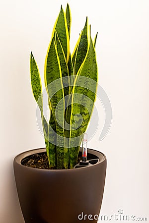 Snake plant in a brown pot Stock Photo