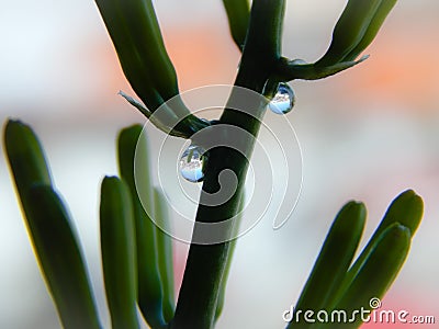 Snake plant flower buds with water drops Stock Photo