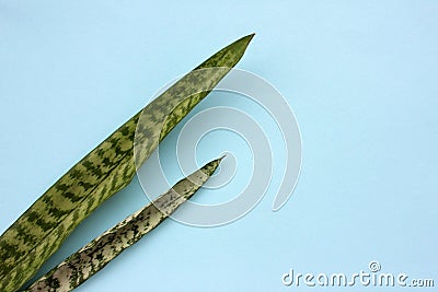 Snake plant leaves on light blue background with. Green houseplant on colored backdrop. Stock Photo