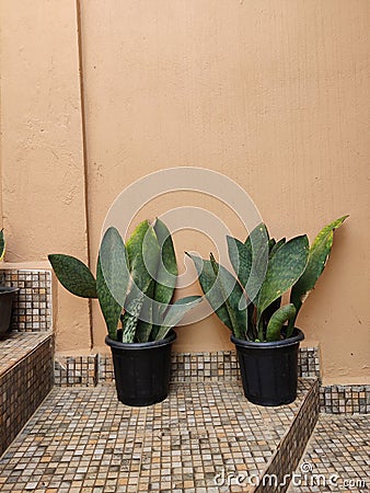 Snake plant, Nagaland, Mokokchung, houseplant, indoor Stock Photo