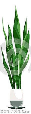 Snake plant in pot. Green houseplant in flowerpot Vector Illustration