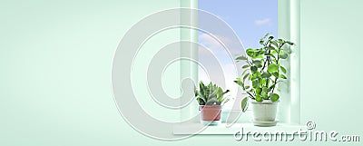 Snake plant Sansevieria trifasciata and pepper face Peperomia obtusifolia on the windowsill of the house. Houseplant Stock Photo