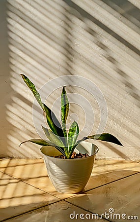 Snake Plant in a white pot on the floor Stock Photo