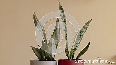 Snake plants in a decorative pots Stock Photo