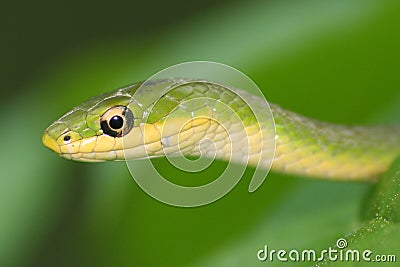 Snake portrait Stock Photo