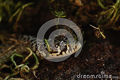 Snake portrait Stock Photo