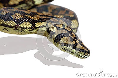 Snake Python Stock Photo