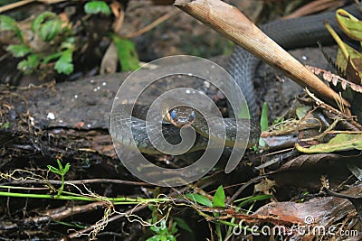 A snake of the racer family, chironius with blue eyes because it needs to shed skin ready to attack Stock Photo