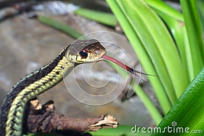 Grass-snake reptile snake environment nature animal tongue Stock Photo