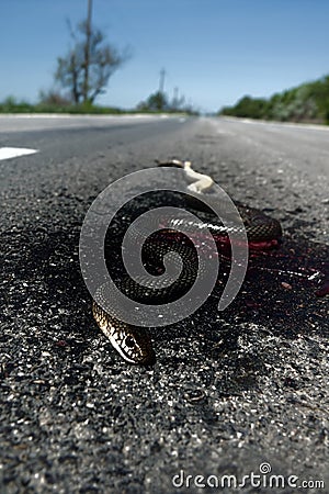 Dead snake on road Stock Photo