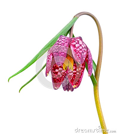 Snake`s Head Fritillary - Fritillaria meleagris Stock Photo