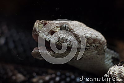 Snake Stock Photo