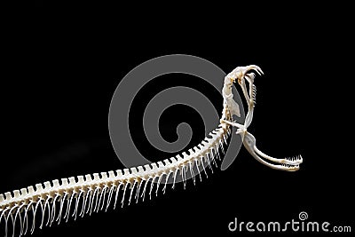 Snake skeleton on black isolated background Stock Photo